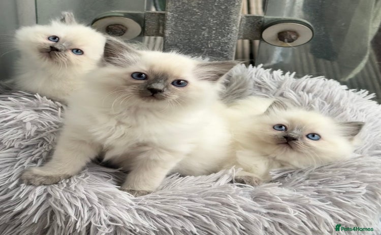 Ragdoll cats - Advert 12