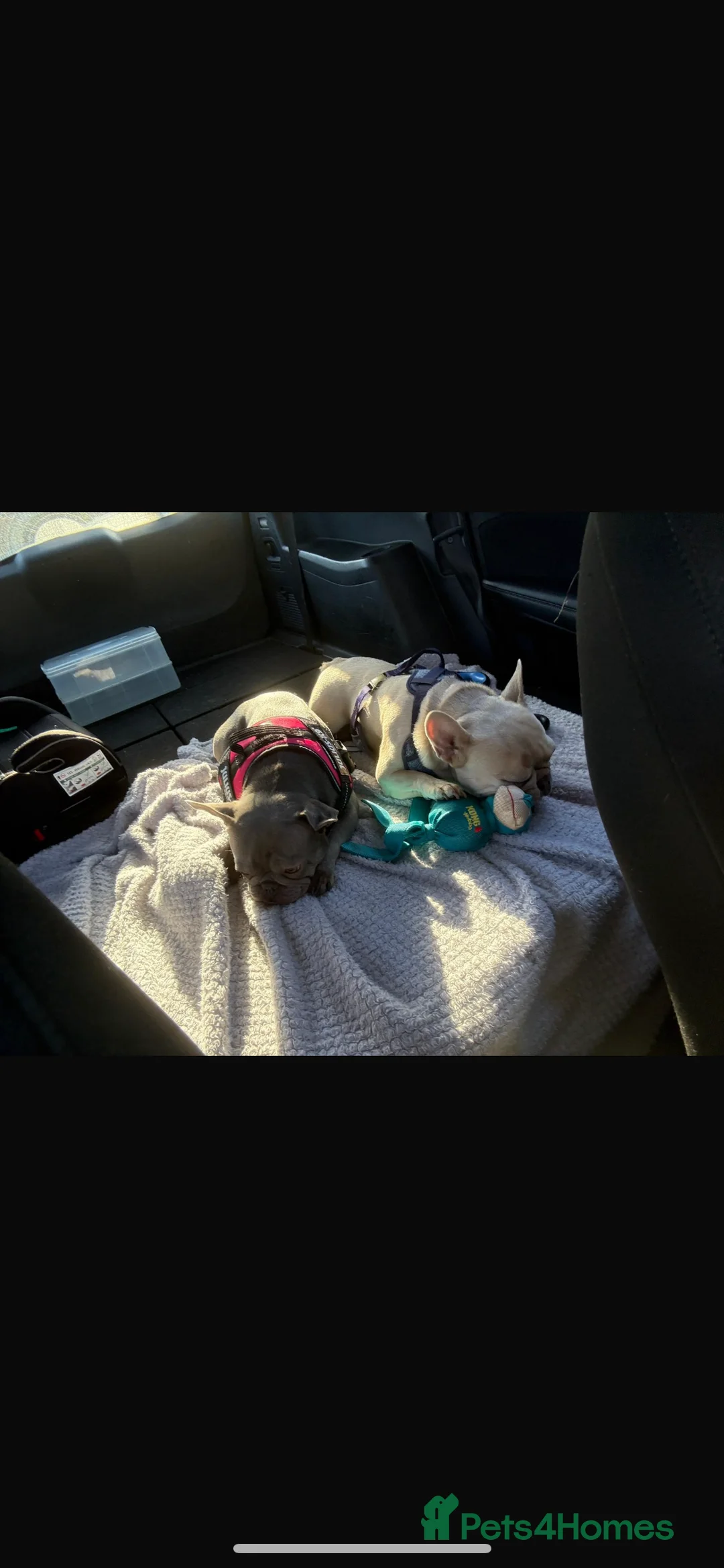 French Bulldog dogs for sale: Two little french bulldogs  - Advert 4