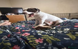 Mixed Breed dogs for sale: Spaniel crossed  - Image 13