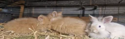 Lionhead rabbits for sale: Lovely tempered little lionhead babies- m and f - Advert 5