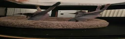 Sphynx cats for sale: Ready Sphynx Kittens Looking for Their Forever 🏰 - Advert 13