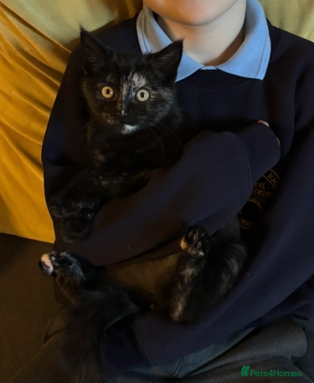 British Shorthair cats for sale: Our Beautiful Honey in Carmarthen - Advert 2
