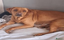 Labrador Retriever dogs for sale: Fox red lab pups - Image 5