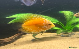 Discus fish for sale: Discus fish for sale - Image 2
