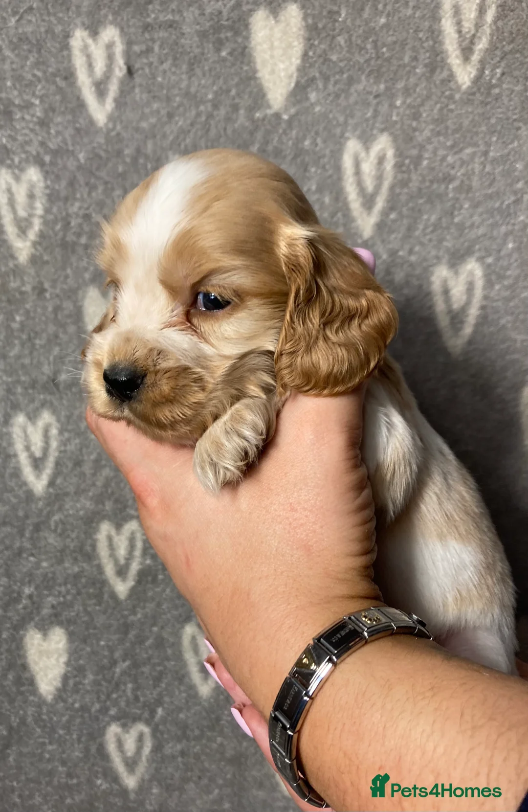 Cocker Spaniel dogs for sale: Show type cocker spaniels  - Advert 6