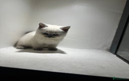 British Shorthair cats for sale: RARE opportunity stunning GCCF ACTIVE 11mnt BSH🩷 - Image 7