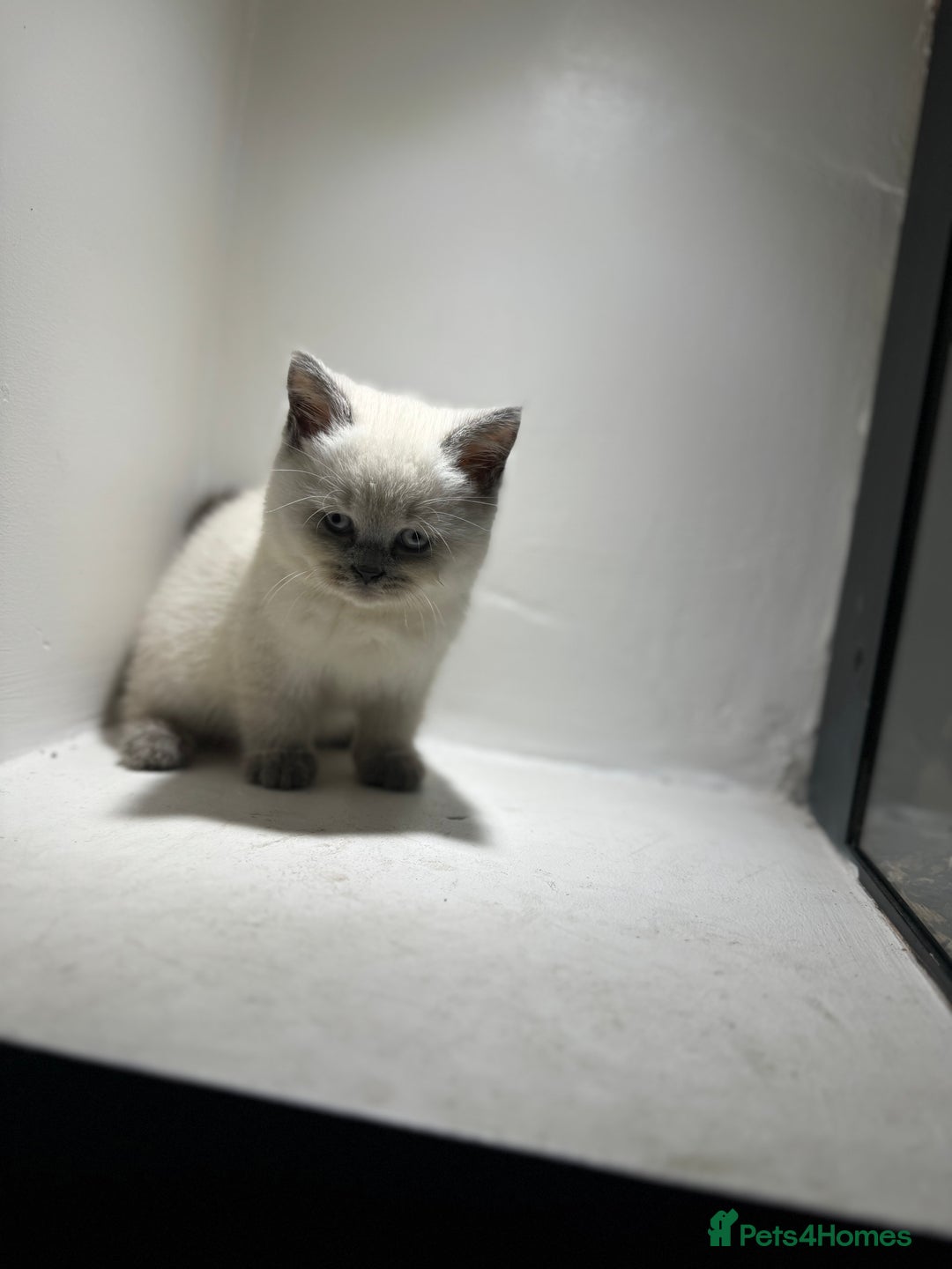 British Shorthair cats for sale: RARE opportunity stunning GCCF ACTIVE 11mnt BSH🩷 - Image 7