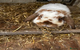 Mixed Breed rabbits for sale: Indoor Floppy Eared Bunnies - Image 6