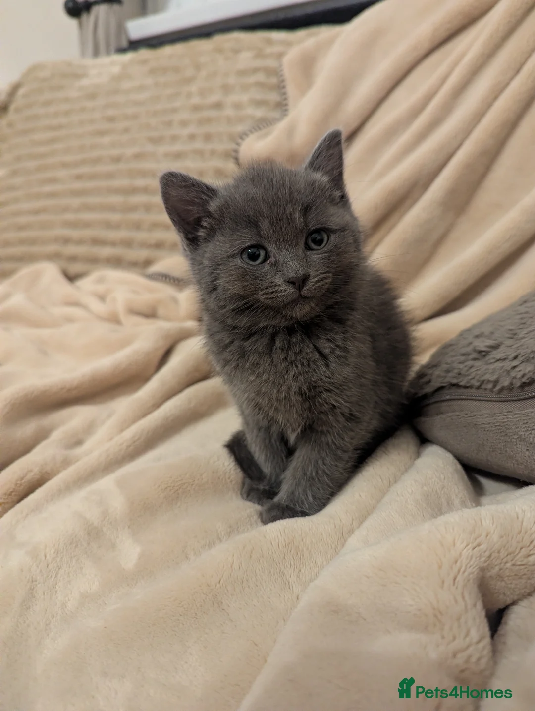 Mixed Breed cats for sale: Beautiful kittens  - Advert 1