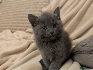 Mixed Breed cats Beautiful kittens - Advert 11