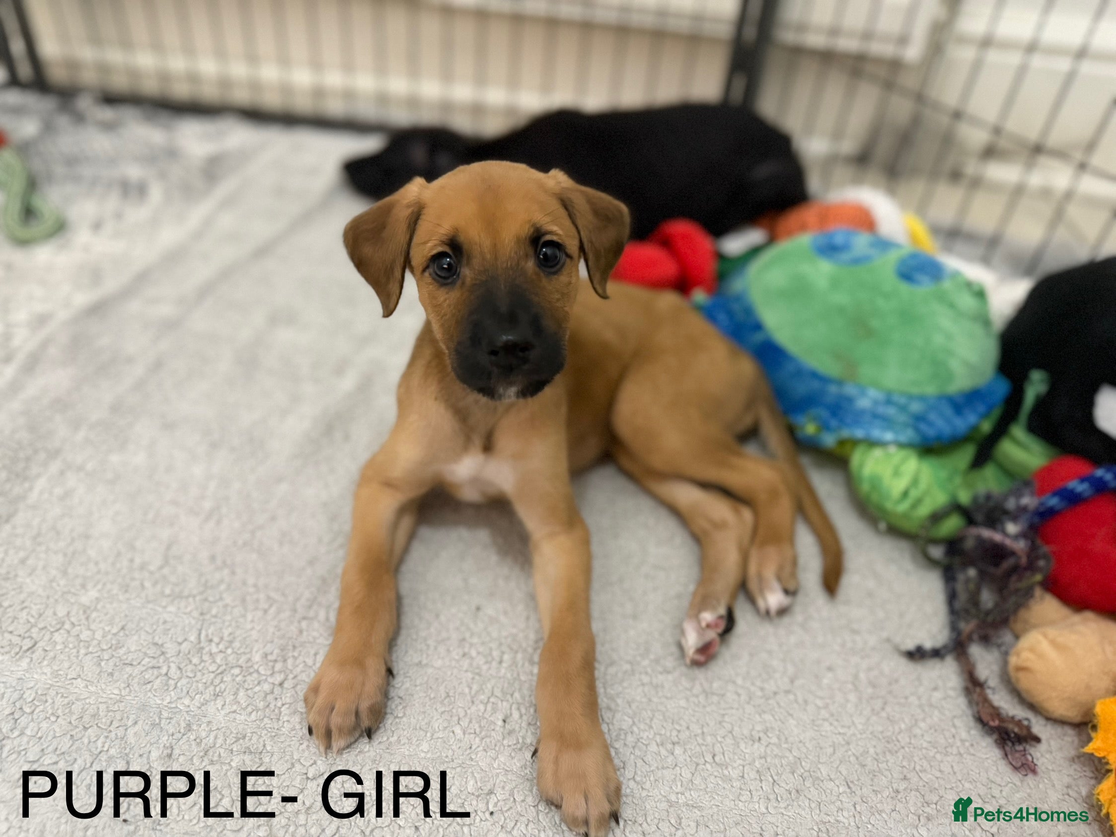 Lurcher dogs Saluki Bull Greyhound Puppies  - Advert 1