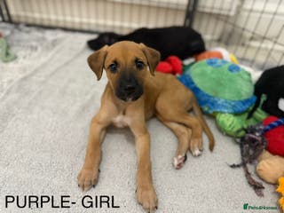 Lurcher dogs Saluki Bull Greyhound Puppies - Advert 4