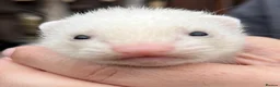 Ferret rodents for sale: 3 stunning gills - Advert 3