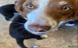 Border Collie dogs for sale: KC Reg Border Collie Puppies Health Tested Parents - Image 10