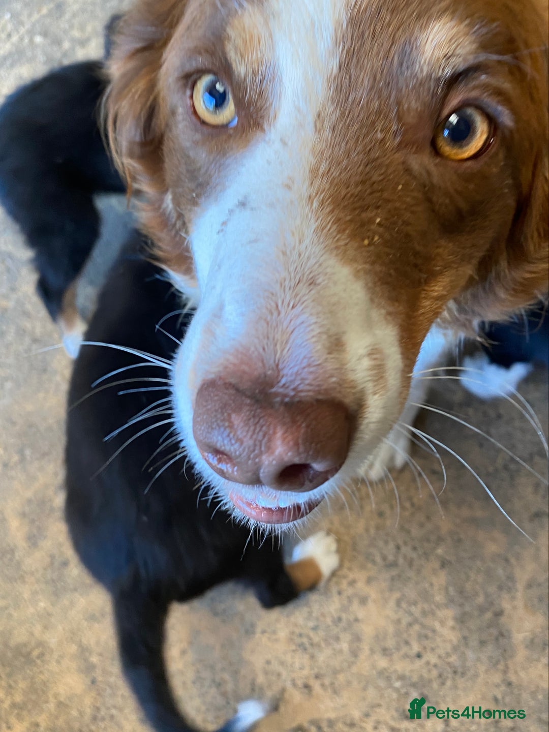 Border Collie dogs for sale: KC Reg Border Collie Puppies Health Tested Parents - Image 10