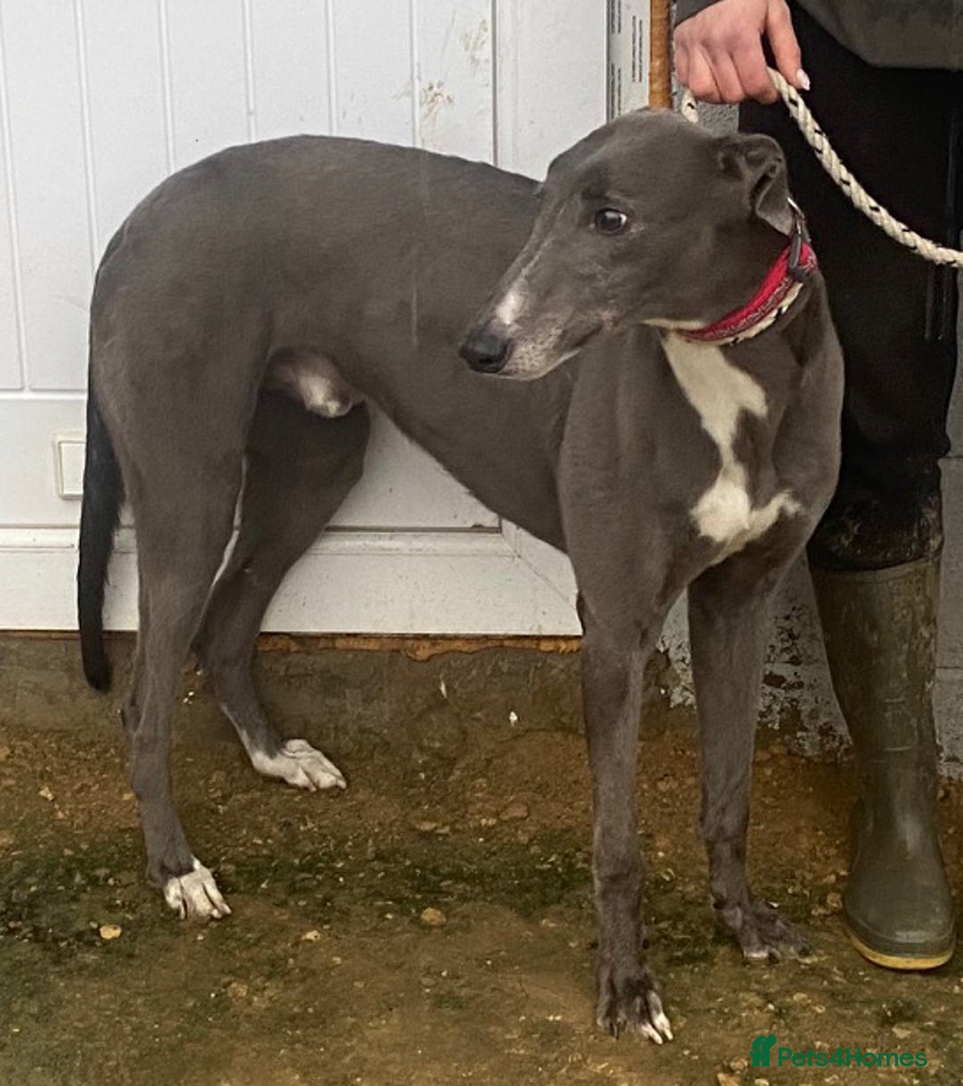 Greyhound dogs for adoption: Stunning boy Marshall wants a loving forever home - Advert 1