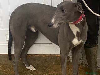Greyhound dogs Stunning boy Marshall wants a loving forever home - Advert 2