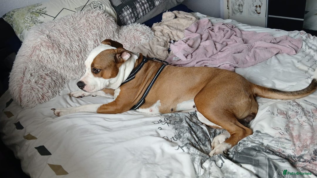 Mixed Breed dogs for sale: Beautiful 2yr Old Staffy Cross Girl - Image 2