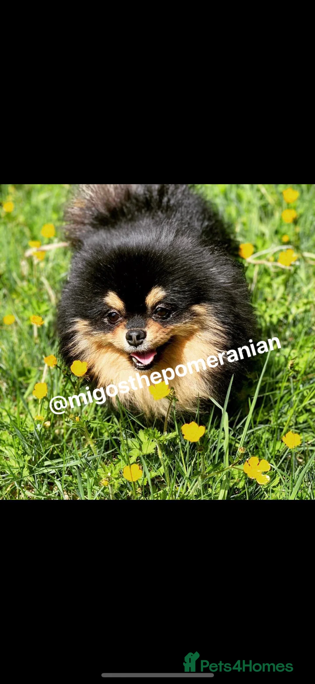 Pomeranian dogs for stud: Sunning Proven KC Black and Tan Pomeranian Stud in Ebbw Vale - Advert 10