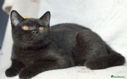 British Shorthair cats for sale: British shorthair kittens 😻😻😻 in High Wycombe - Image 1