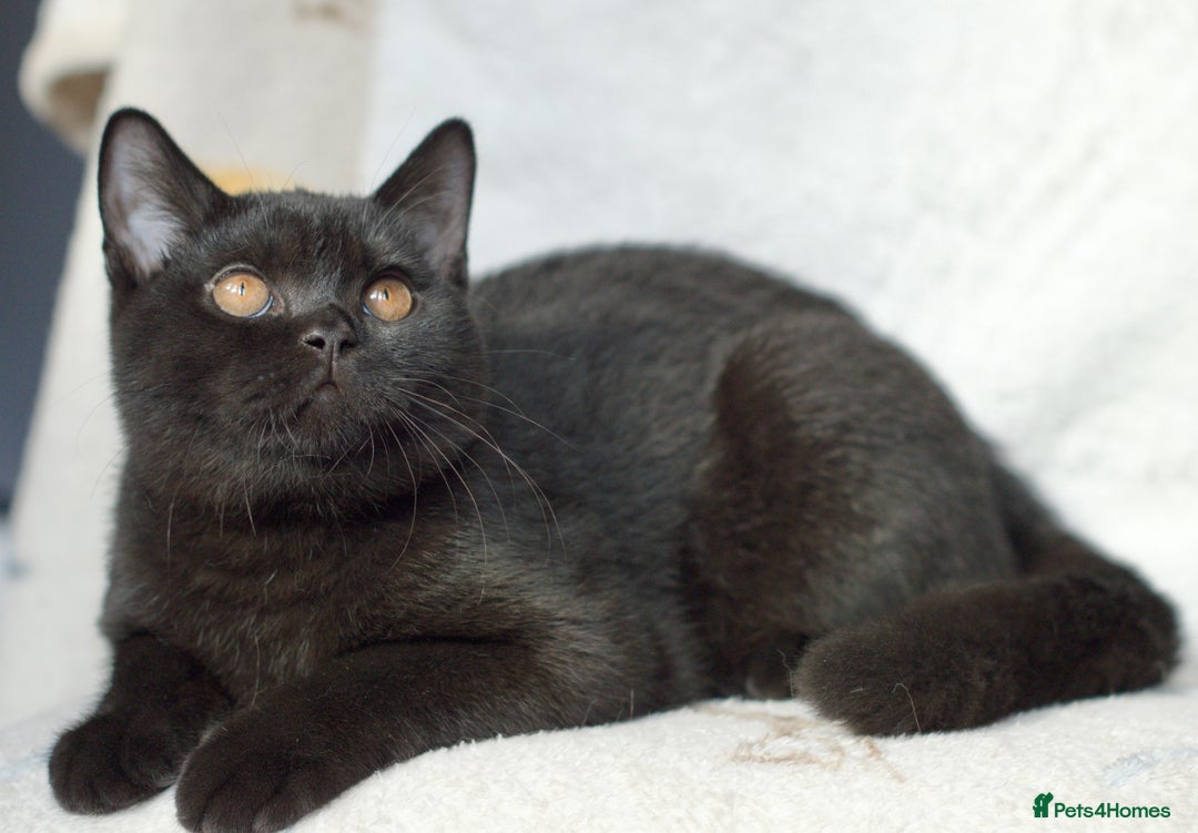 British Shorthair cats for sale: British shorthair kittens 😻😻😻 in High Wycombe - Image 1
