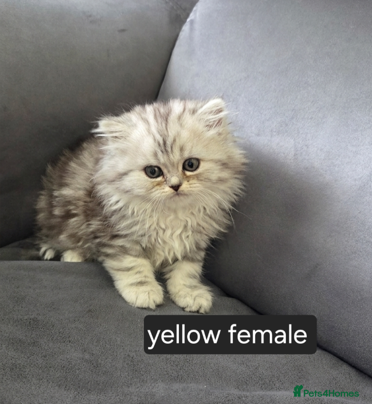 Persian cats for sale: Persian chinchilla  in Glasgow - Advert 5