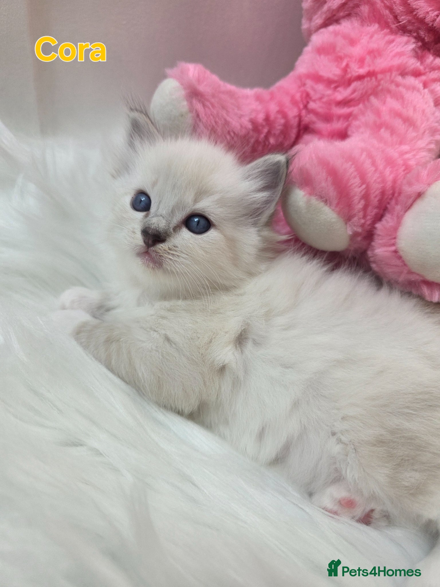 Ragdoll cats 😻Beautiful GCCF Registered Ragdoll Kittens😻 - Advert 1