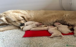 Golden Retriever dogs for sale: ICT-A, GR PRA 1 & 2 Clear litter - Image 2