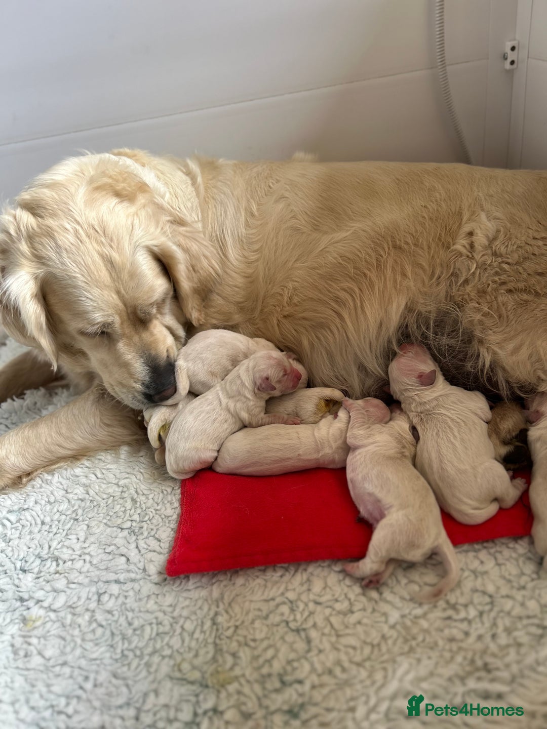 Golden Retriever dogs for sale: ICT-A, GR PRA 1 & 2 Clear litter - Image 2