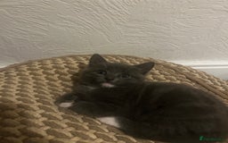 Mixed Breed cats for sale: Kittens for sale - Advert 15