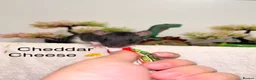 Rat rodents for sale: Beautiful baby rats  - Advert 13