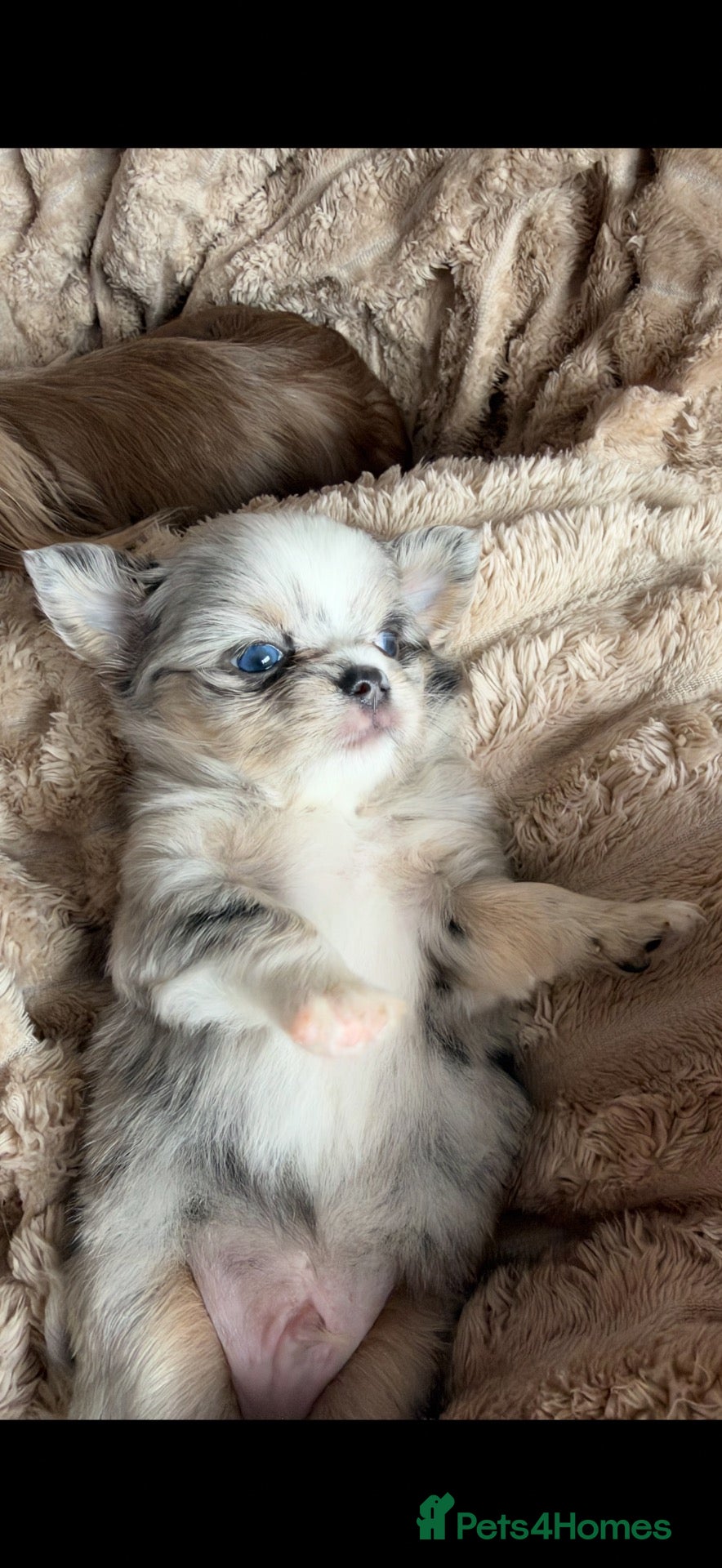 Chihuahua dogs Beautiful Longhair Chihuahuas  - Advert 1