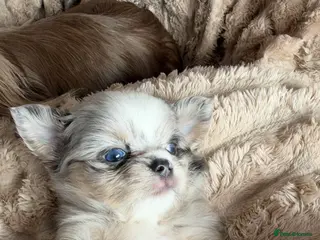 Chihuahua dogs Beautiful Longhair Chihuahuas - Advert 5
