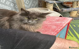 Maine Coon cats for sale: Maine coon - Image 2