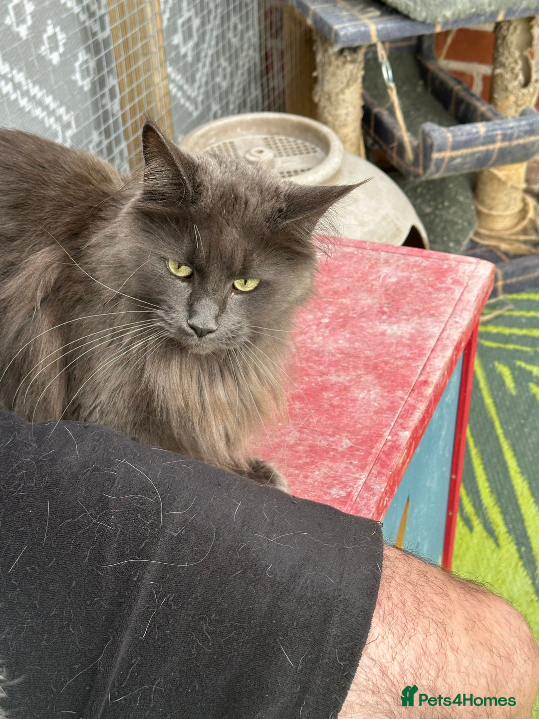 Maine Coon cats for sale: Maine coon - Image 2