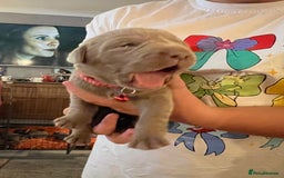 Labrador Retriever dogs for sale: Kc dna clear silver Labrador pups  - Image 9