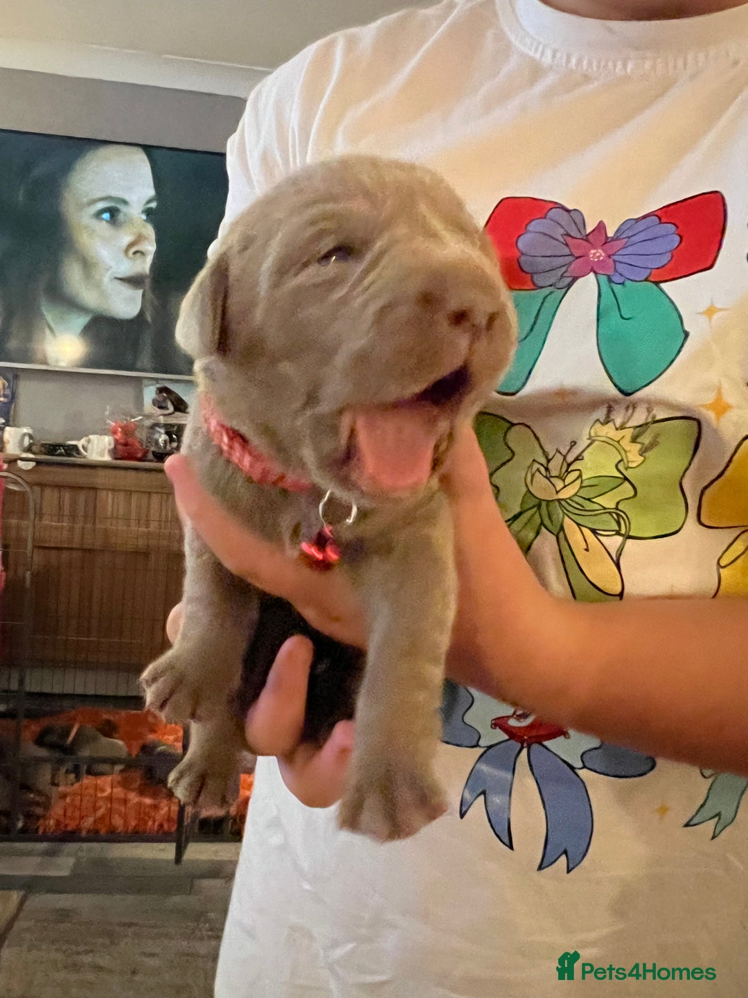 Labrador Retriever dogs for sale: Kc dna clear silver Labrador pups  - Image 9