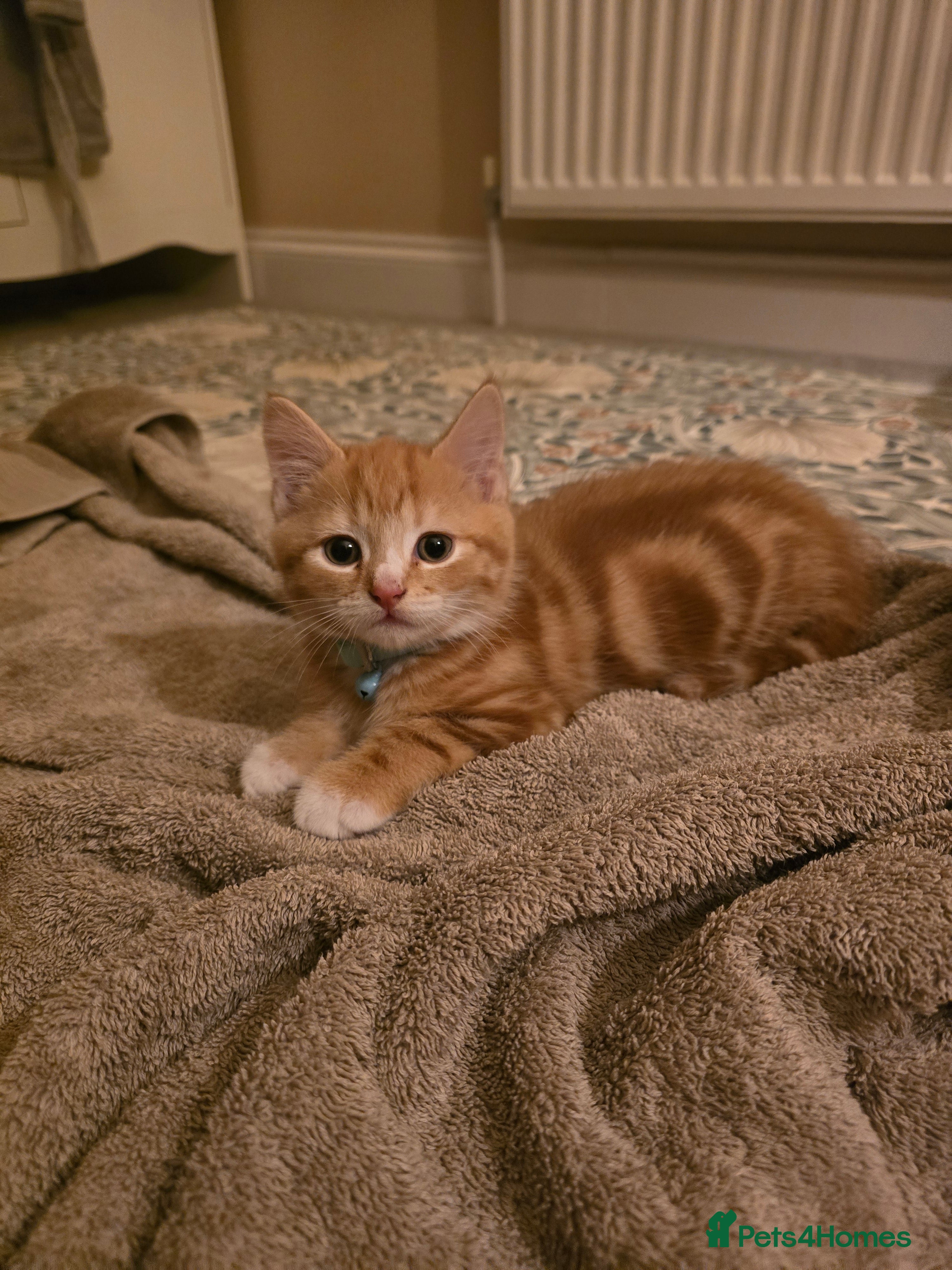 Mixed Breed cats Maine Coone x Ragdoll Kitten - Advert 1