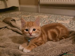 Mixed Breed cats Maine Coone x Ragdoll Kitten - Advert 1