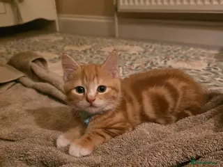 Mixed Breed cats Maine Coone x Ragdoll Kitten - Advert 10