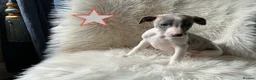 Whippet dogs for sale: KC Registered exceptional puppies  in Berwick-upon-Tweed - Advert 4