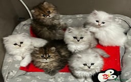 Persian cats for sale: persian chinchilla kittens  - Image 4