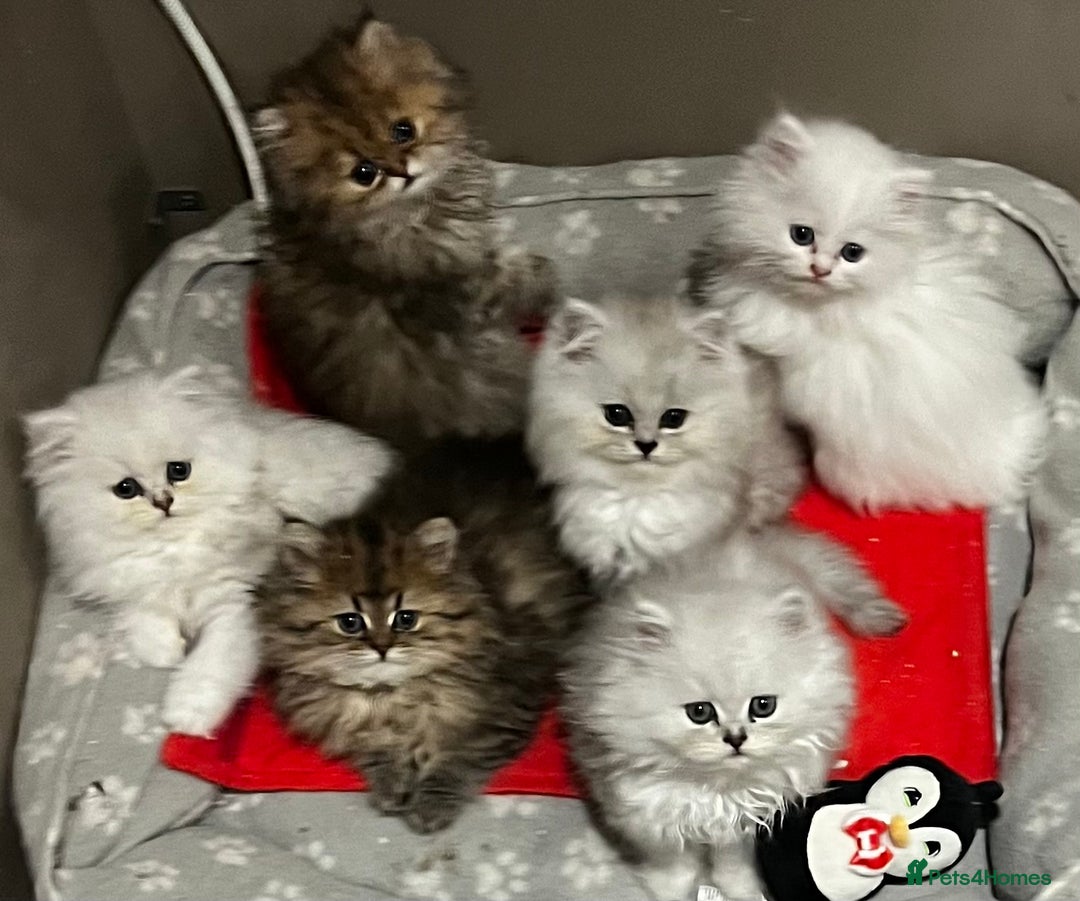 Persian cats for sale: persian chinchilla kittens  - Image 4