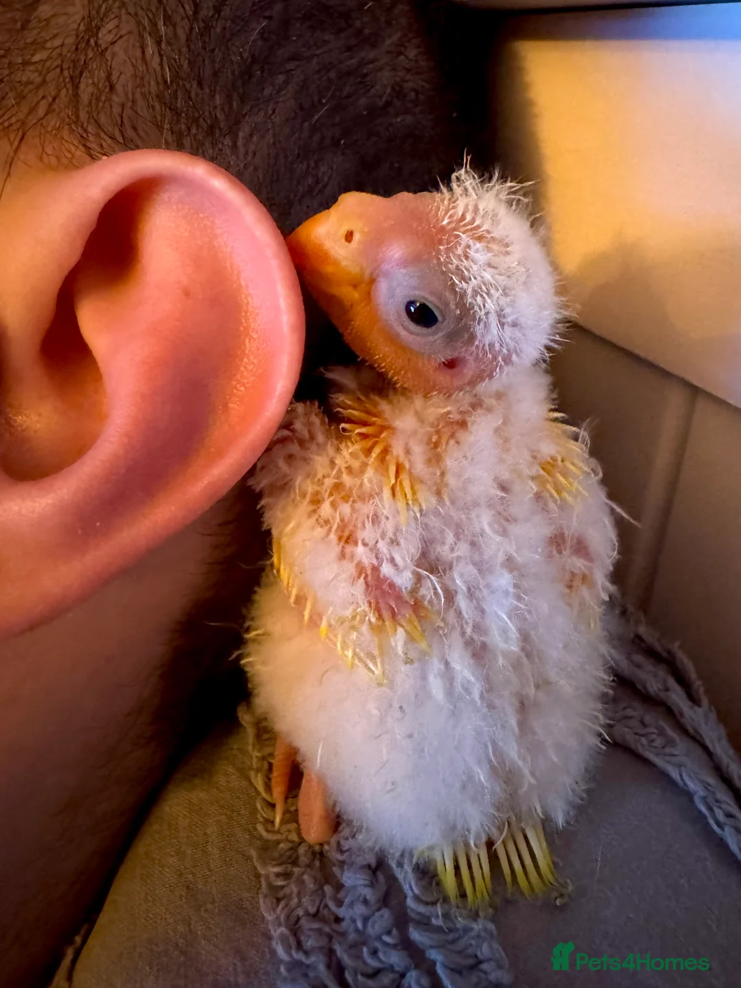 Parakeets birds for sale: Kakariki parakeets  - Advert 6