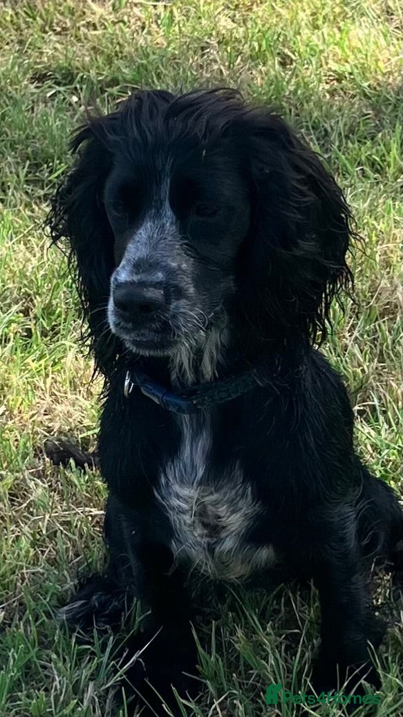 Cocker Spaniel dogs Cocker spaniel 9mth old. - Advert 1