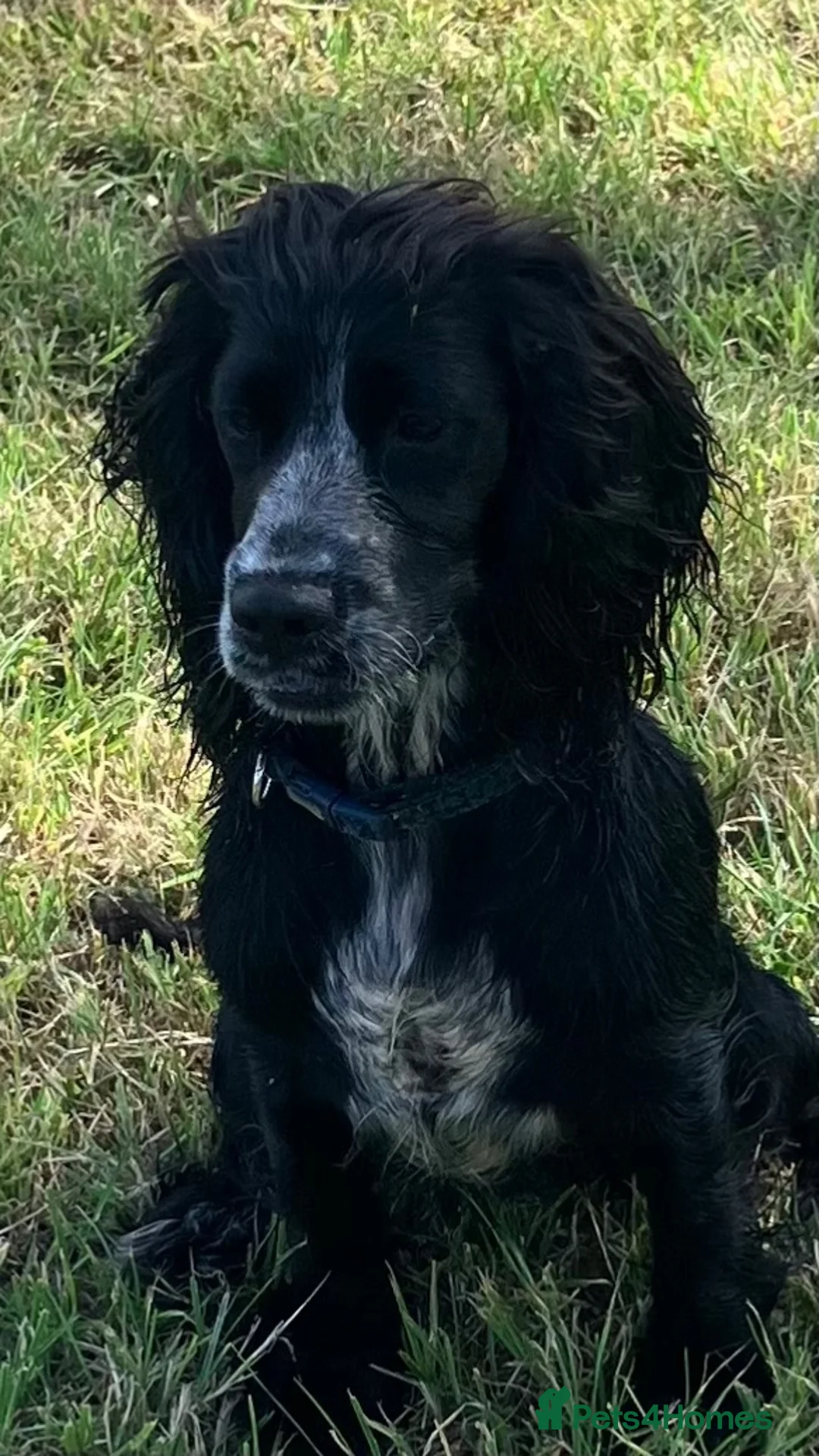 Cocker Spaniel dogs for sale: Cocker spaniel 10 months - Advert 1