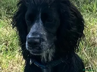 Cocker Spaniel dogs Cocker spaniel 9mth old. - Advert 1