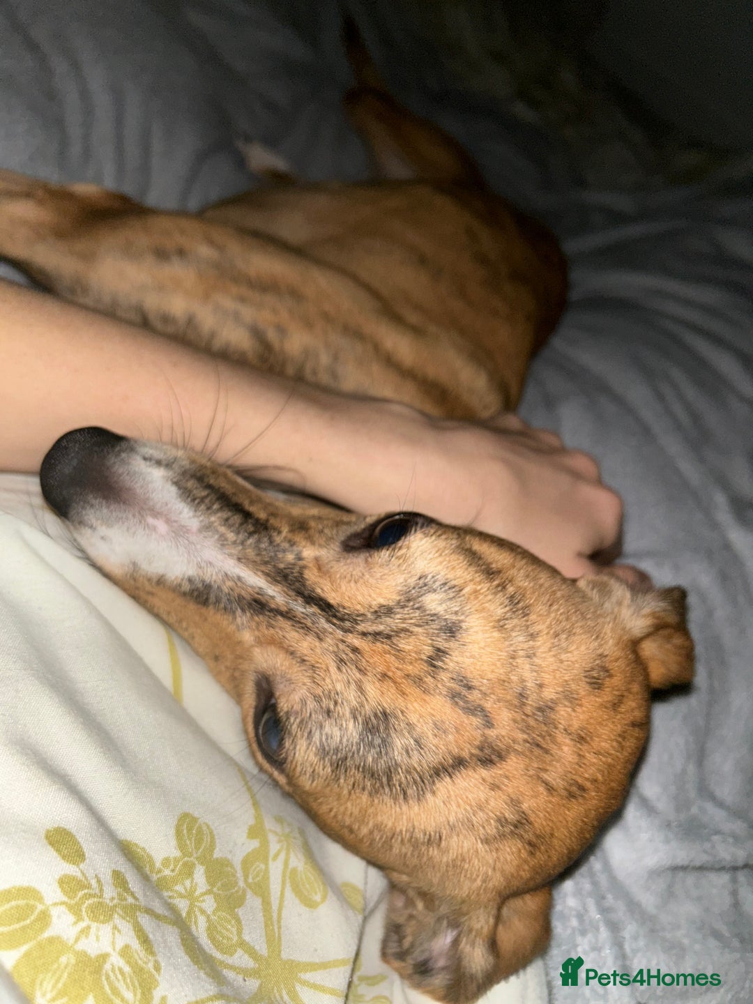 Whippet dogs for sale: 10 months old beautiful whippet girl - Advert 5