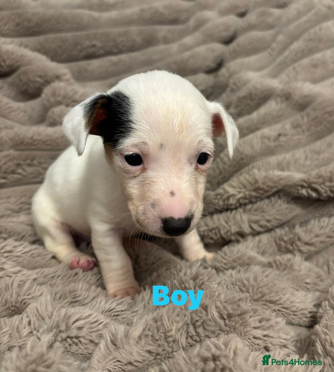 Jack Russell dogs for sale: Beautiful tiny  Russell pups - Advert 4