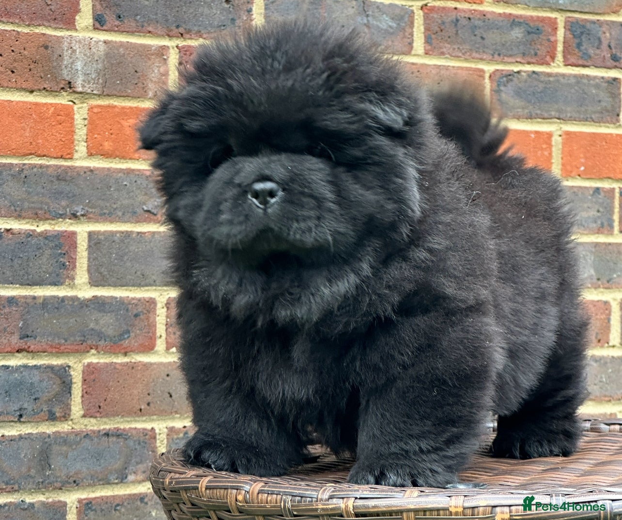 Chow Chow dogs 🧸🧸Beautiful litter of chow chow puppies🧸🧸 - Advert 4
